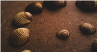 Unix Shell Script