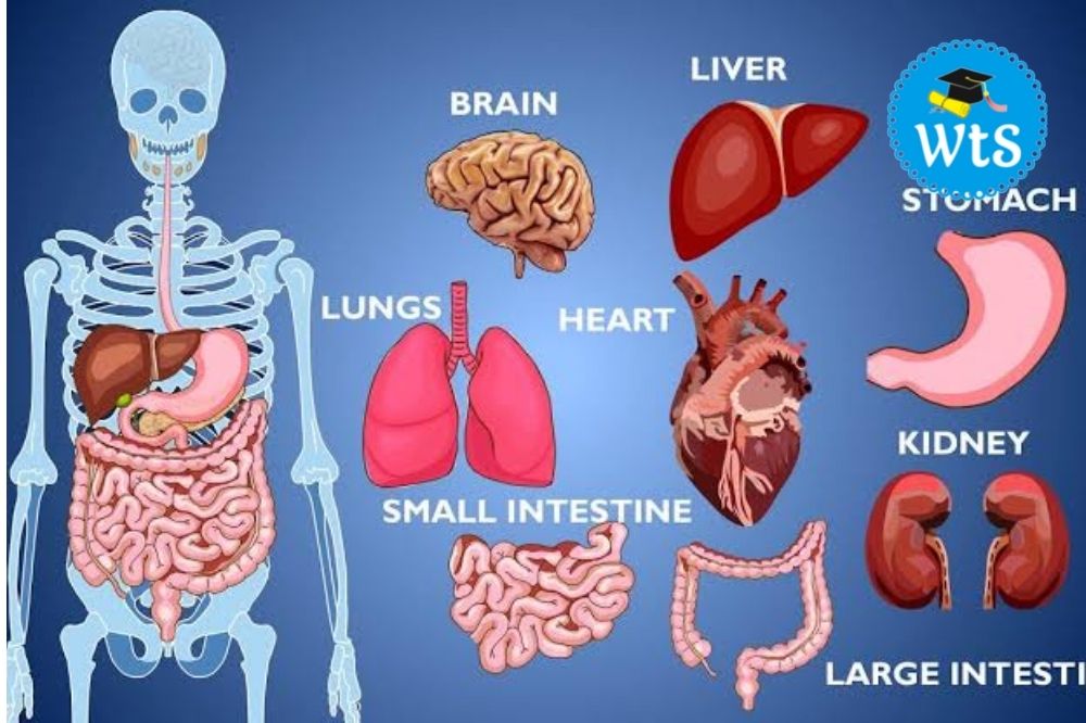 Organs and their functions