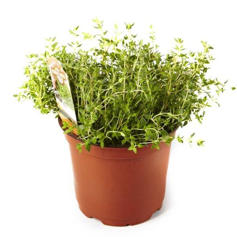 Assorted Potted Herbs