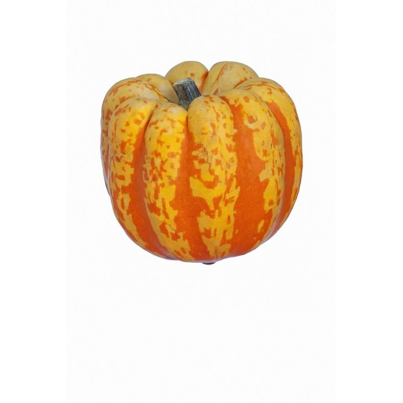 Carnival Squash