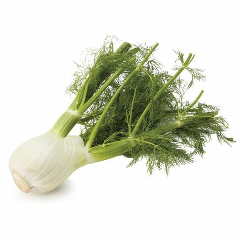 Fennel Bulb
