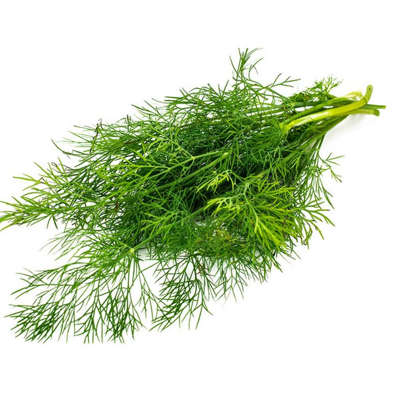 FRESH HERBS DILL TAGGED