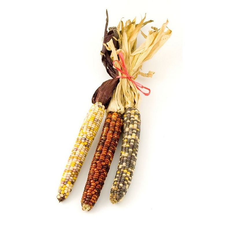 Ornamental Corn