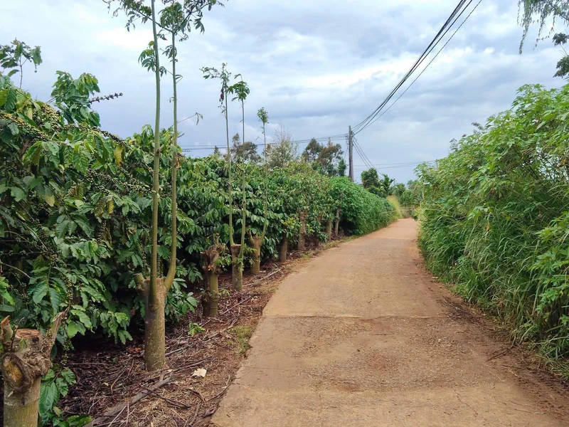 Bán đất thổ cư 10x40 (400m²) ở An Lâm, Lâm Đồng 800 triệu