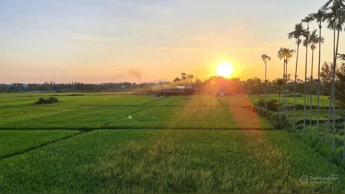 Hàng hiếm, view lúa mặt tiền Lê Thánh Tông, đất nở hậu, vị trí đẹp trong khu vực - Ảnh thu nhỏ 2