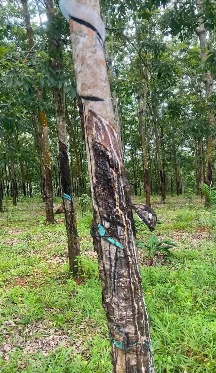 Bán 3,7ha đất vườn cao su, điều tại Phú Trung, Bình Phước giá 4 tỷ - Ảnh thu nhỏ 2