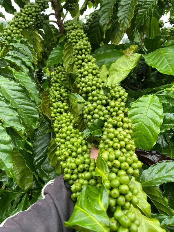 Bán 1,1ha đất vườn cà phê đang thu hoạch tại Nhân Cơ, Đắk R'Lấp