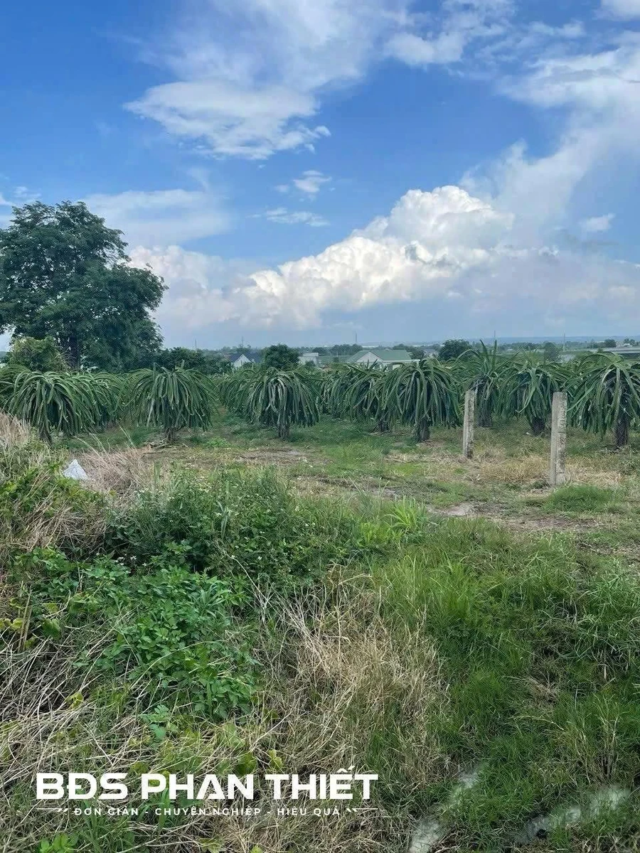 Bán đất vườn 5490 m² tại Phan Thiết, Lâm Đồng - Ảnh thu nhỏ 2