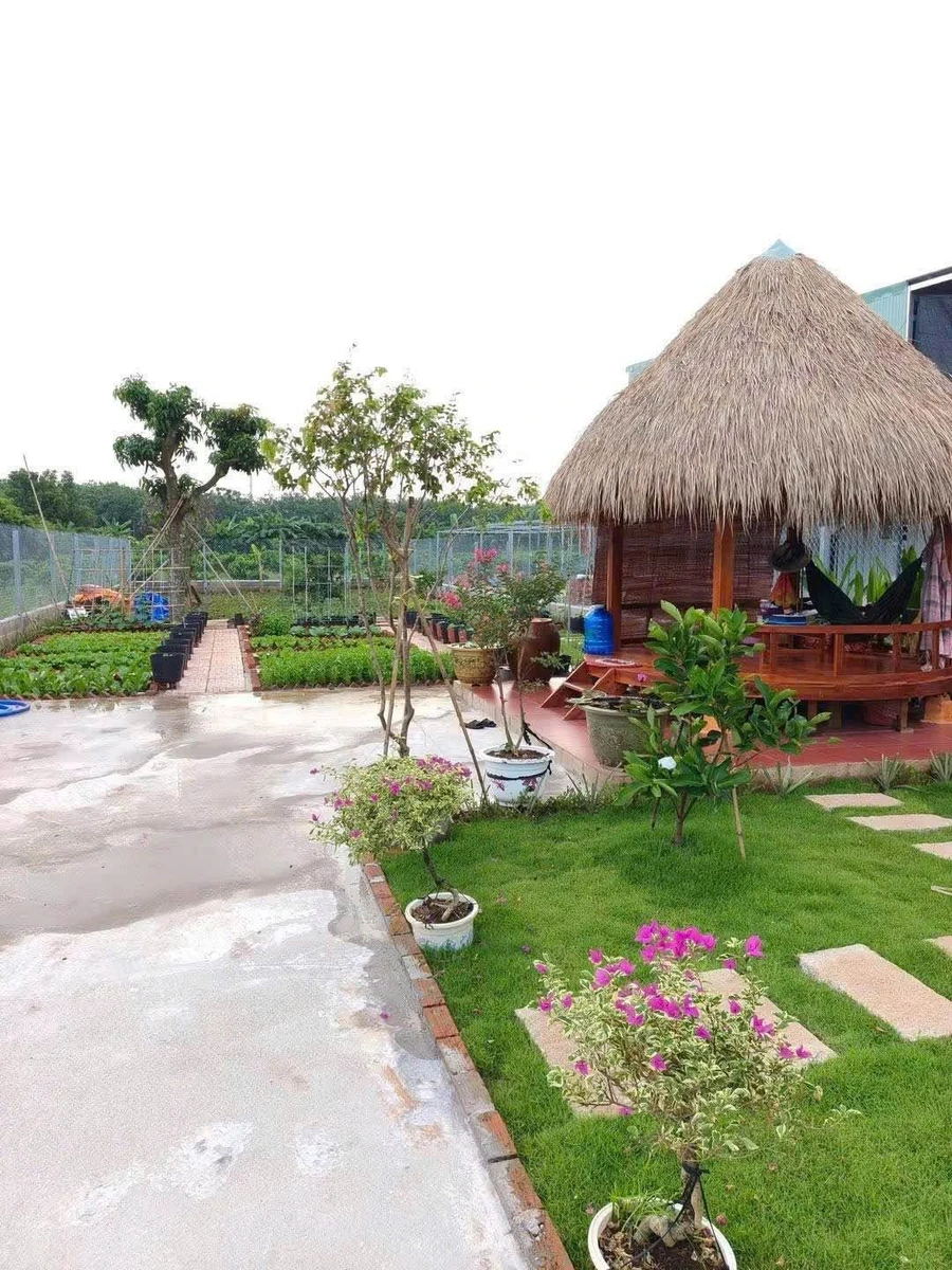 Bán đất vườn 350m² Long Tân Đất Đỏ 1 tỷ 750 triệu - Ảnh thu nhỏ 5