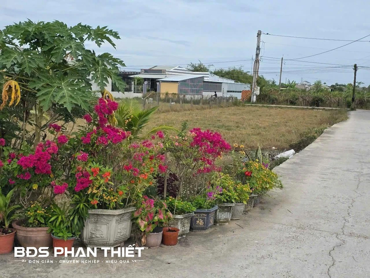 Bán đất 1.000 m² quy hoạch thổ cư, Kim Bình, Phan Thiết - Ảnh thu nhỏ 4