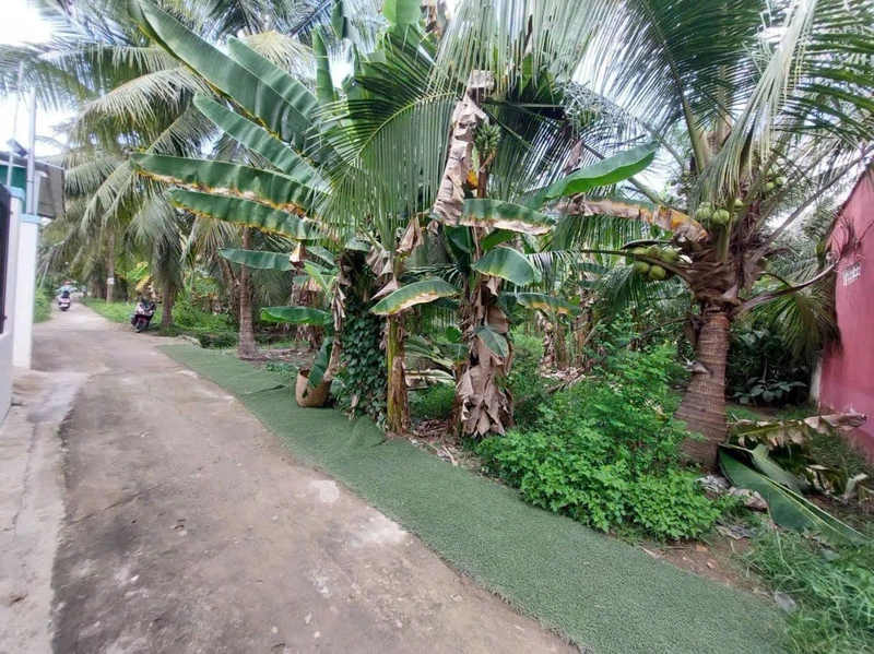 Bán đất nền 400m² dừa cho trái Phường An Hội Bến Tre 750 triệu