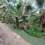 Bán đất nền 400m² dừa cho trái Phường An Hội Bến Tre 750 triệu - Ảnh thu nhỏ 1