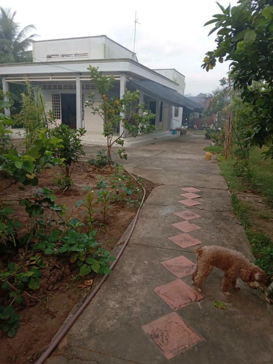 Bán đất vườn dừa 4600m² Phú Nhuận Bến Tre 950tr/công - Ảnh thu nhỏ 3