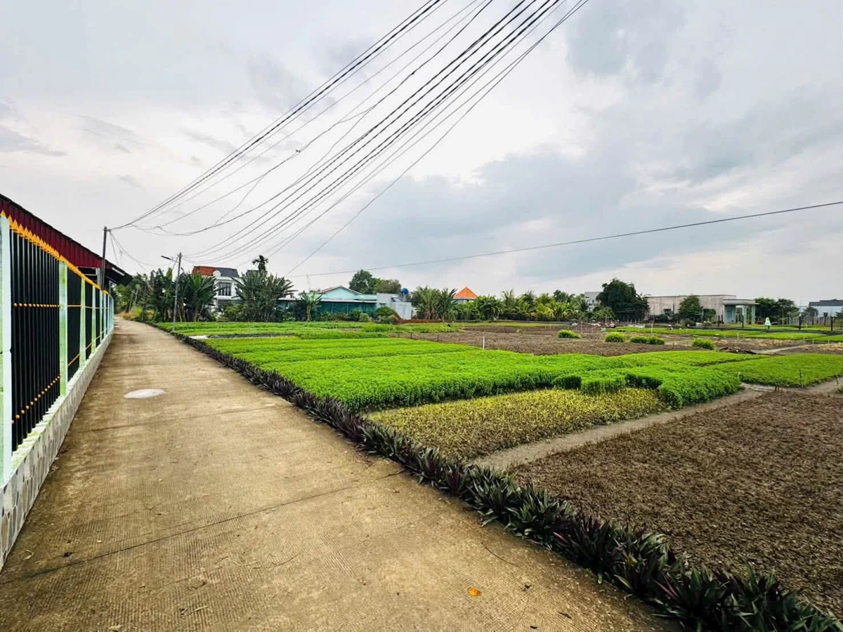 Bán đất lúa 3700m² Phước Hậu, Cần Giuộc - Ảnh thu nhỏ 3