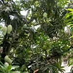 Bán đất 1.3 sào xã La Ngà Đồng Nai, giảm 200 triệu - Ảnh thu nhỏ 4
