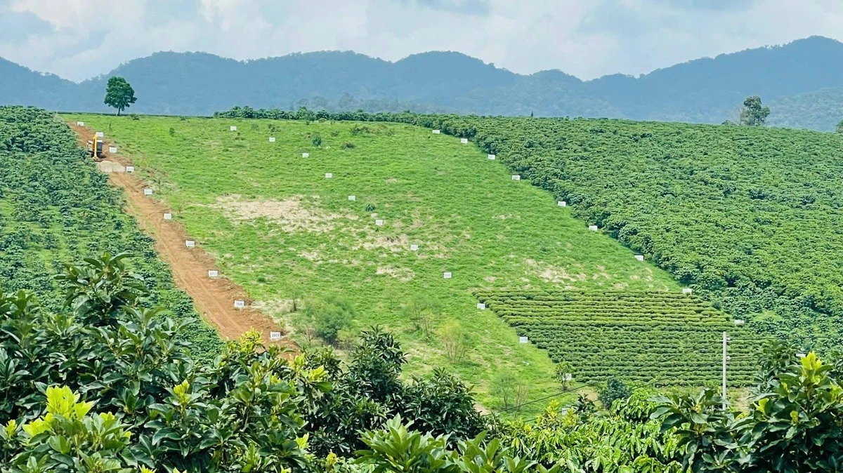 Bán đất 1,33ha thổ cư tại B'lá, Lâm Đồng - Ảnh thu nhỏ 2