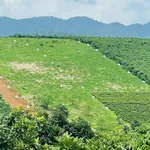 Bán đất 1,33ha thổ cư tại B'lá, Lâm Đồng - Ảnh thu nhỏ 2