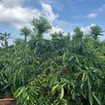 Bán đất 1,3ha view sông Sêrêpốk tại Hòa Phú, Đắk Lắk - Ảnh thu nhỏ 1