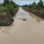 Bán 28.800 m² đất trồng sầu riêng Thái Cần Thơ - Ảnh thu nhỏ 1