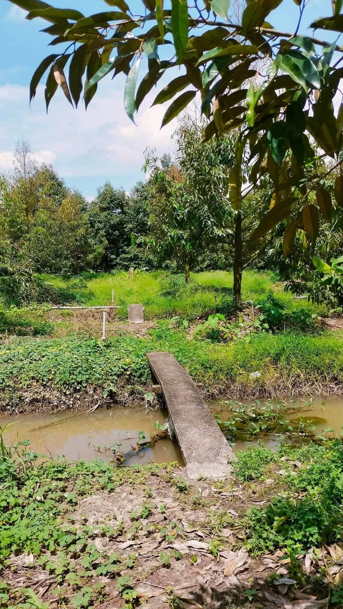 Bán đất vườn sầu riêng Thái 1500m2 tại Tiên Long, Tân Phú giá 820 triệu - Ảnh thu nhỏ 2