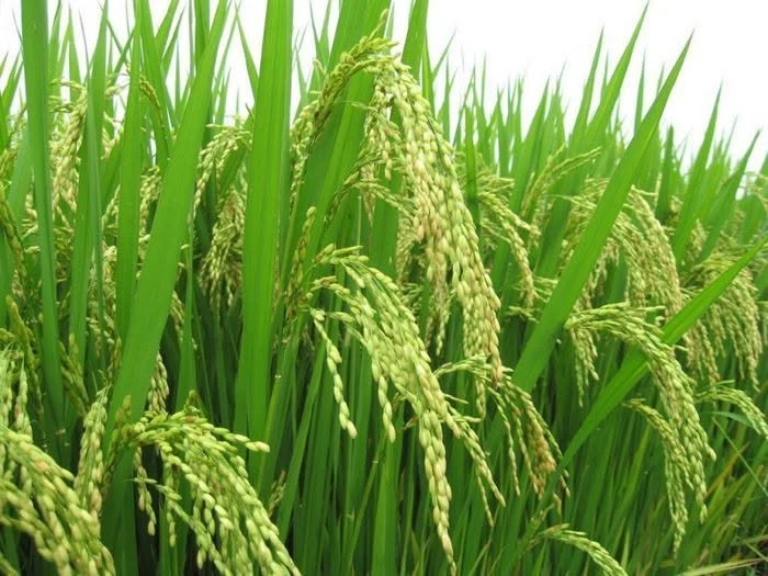 Bán đất ruộng 20 công, mặt tiền Huyện Tân Hưng