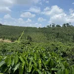 Bán 1.3ha đất cà phê, tiêu ở Nam Bình, Bình Dương 1.6 tỷ/ha - Ảnh thu nhỏ 3