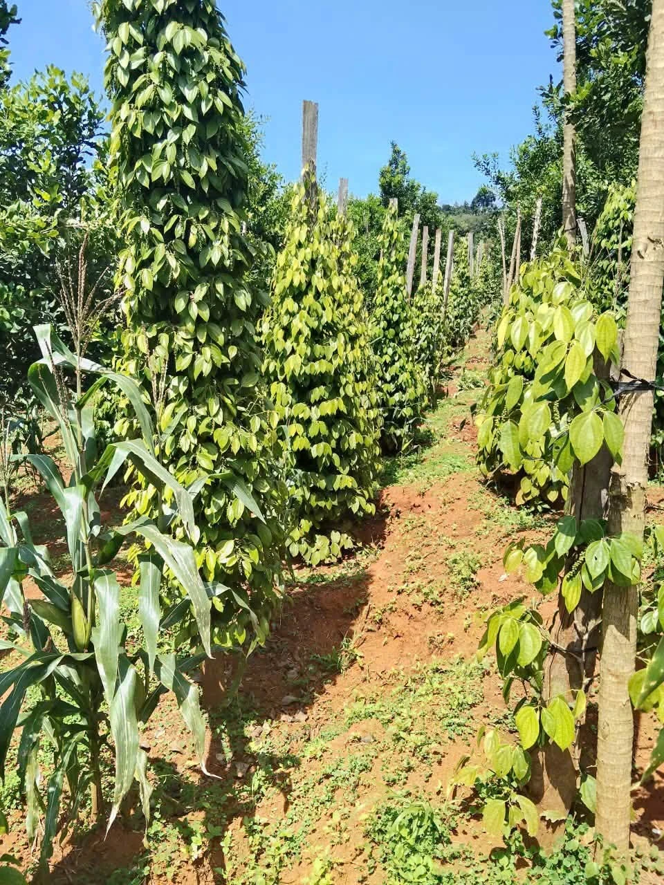 Bán đất 9.000 m² chưa có sổ, giá 1 tỷ 550 - Ảnh 1