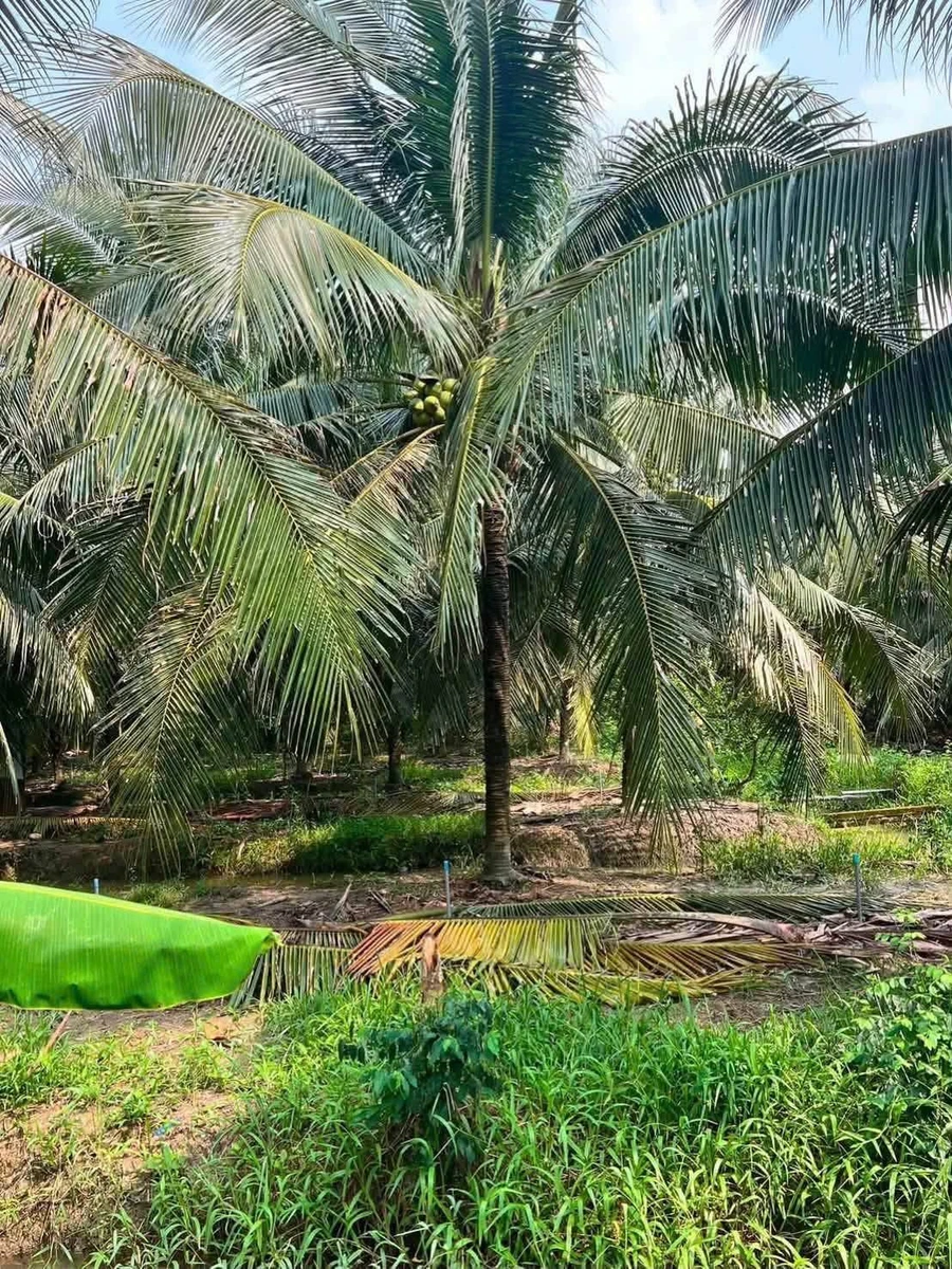 Bán 1.300m2 đất vườn dừa giá 1,1 tỷ tại xã Châu Hưng, Vĩnh Long - Ảnh thu nhỏ 2