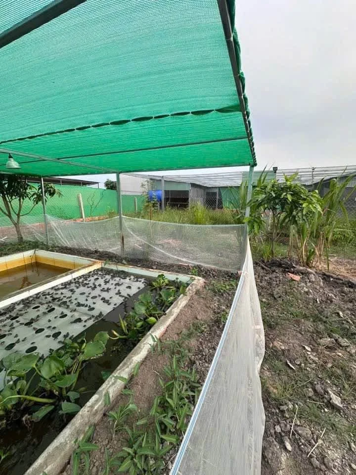 Bán nhà vườn 1000m2 Đức Huệ Long An, 1 tỷ 590 - Ảnh thu nhỏ 3