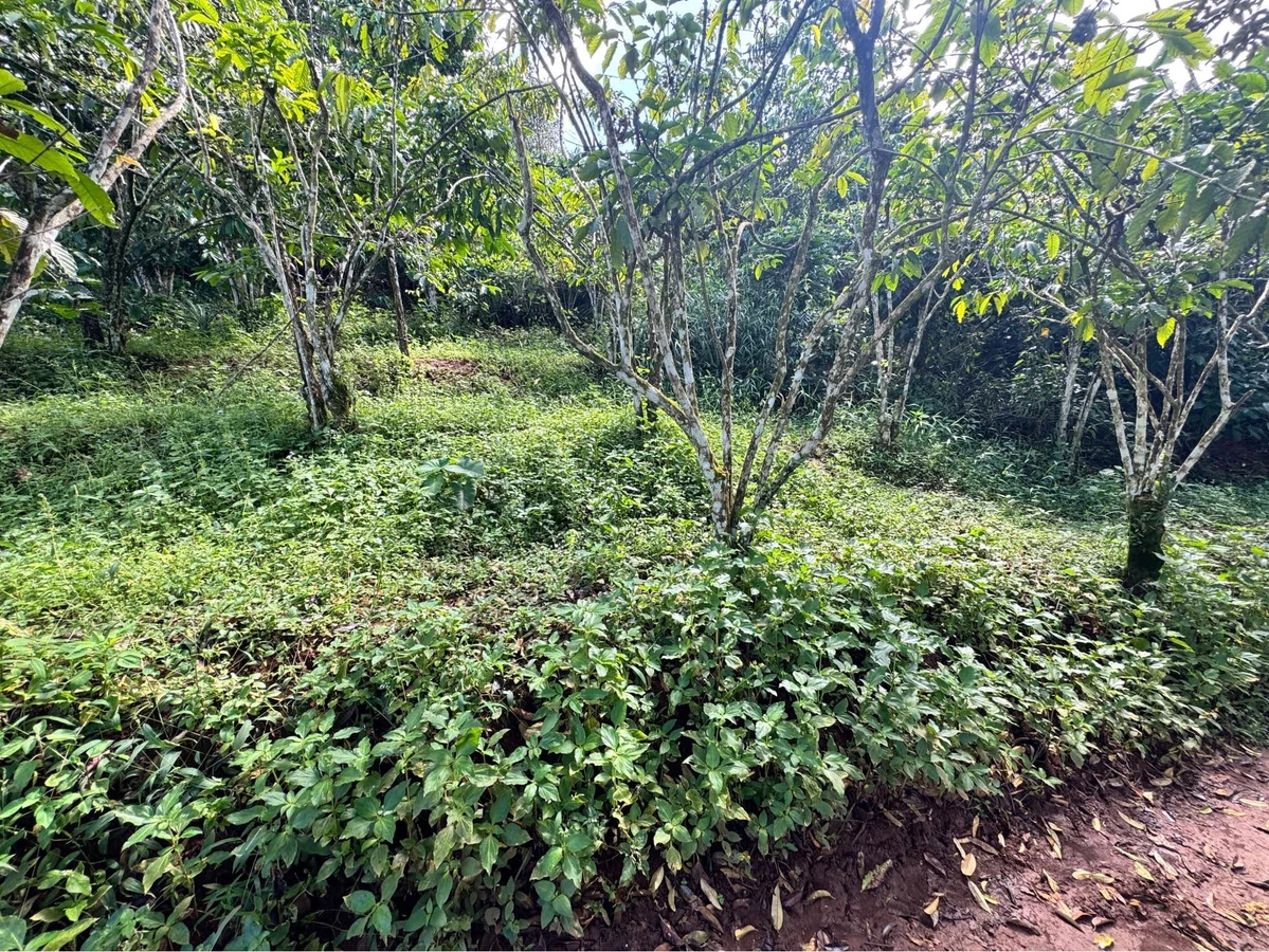 Bán lô đất 2,7 xào tại Liên Đầm, Bình Dương, giá 1 tỷ 250 triệu - Ảnh thu nhỏ 2