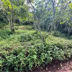 Bán lô đất 2,7 xào tại Liên Đầm, Bình Dương, giá 1 tỷ 250 triệu - Ảnh thu nhỏ 2