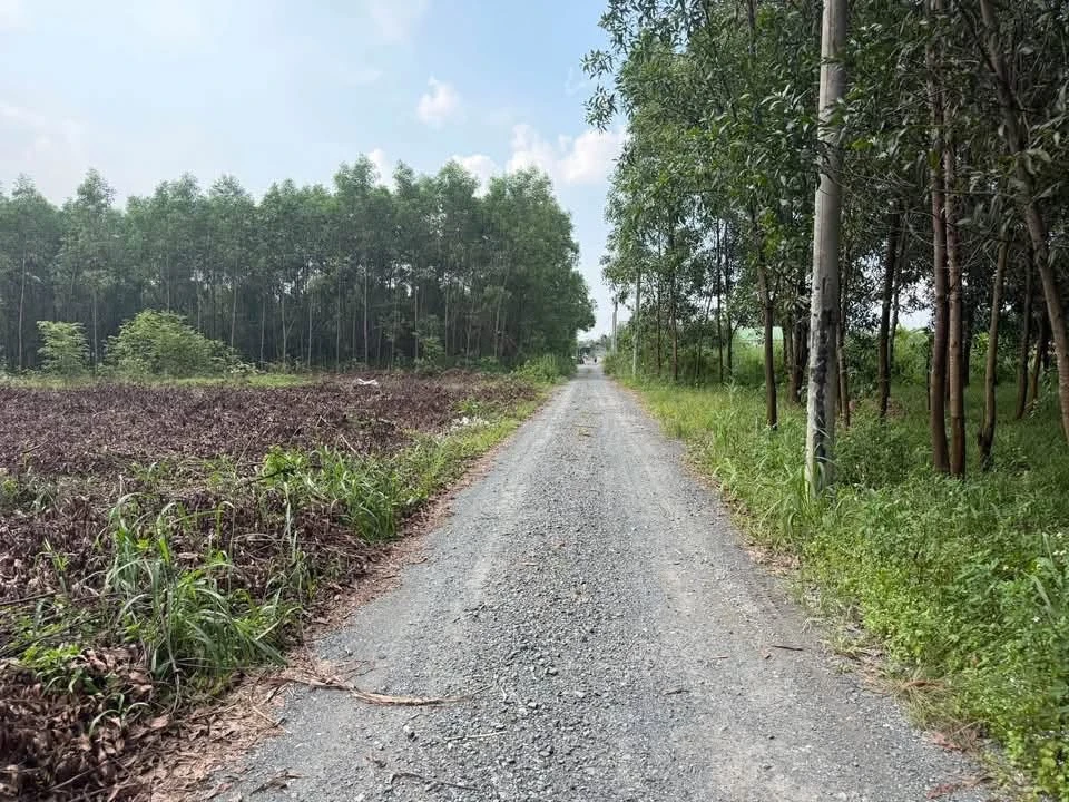 Bán đất thổ cư 113m2 đường Phùng Hưng, Bình Chánh - Ảnh thu nhỏ 2
