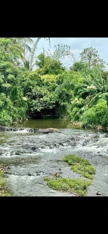 Bán đất trồng sầu riêng gần 1 ha Quảng Phú CưM'gar Đắk Lắk