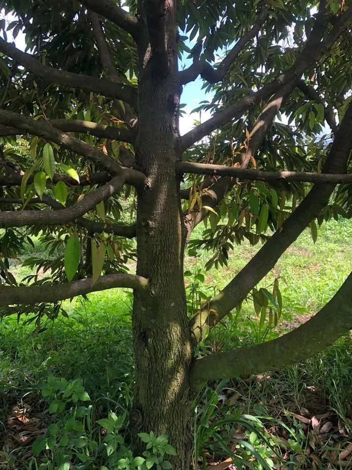 Bán 6,5 ha đất trồng sầu riêng Xã Ea Wer, Đắk Lắk - Ảnh 1