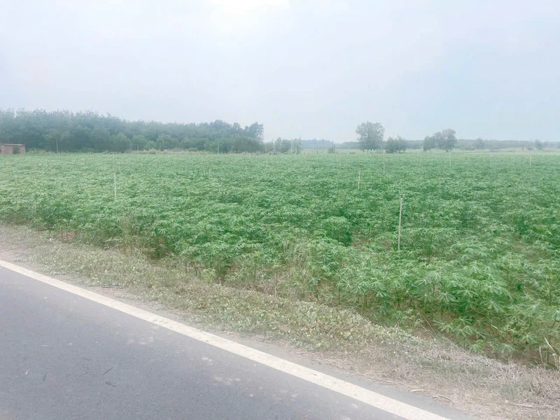 Đất mặt tiền 1000m² Tân Châu, Tây Ninh - 180 triệu