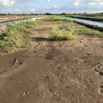 Tôi cần bán mô hình nông trại Vườn-Ao-Chuồng Tân Phước Tiền Giang, diện tích 57000m2 giá 25tỷ - Ảnh thu nhỏ 15