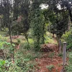 Bán đất mặt tiền 2.000m² Nghĩa Phú, Lâm Đồng 900 triệu - Ảnh thu nhỏ 2