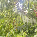 Bán vườn cà phê 1,7 ha Chư Prong Gia Lai 2,1 tỷ - Ảnh thu nhỏ 2