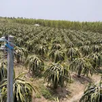 Bán vườn thanh long 24.815m² (2,8ha) Hàm Tân, Bình Thuận - Ảnh thu nhỏ 5