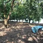 Bán đất vườn 3,3 hecta giáp Hồ Trị An, Đồng Nai - Ảnh thu nhỏ 4