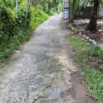Bán 1000m2 đất xã Phú Nhuận Bến Tre - Ảnh thu nhỏ 1