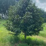 Bán đất sầu nước ngoài 8ha tại Bù Đăng, Bình Phước - Ảnh thu nhỏ 1