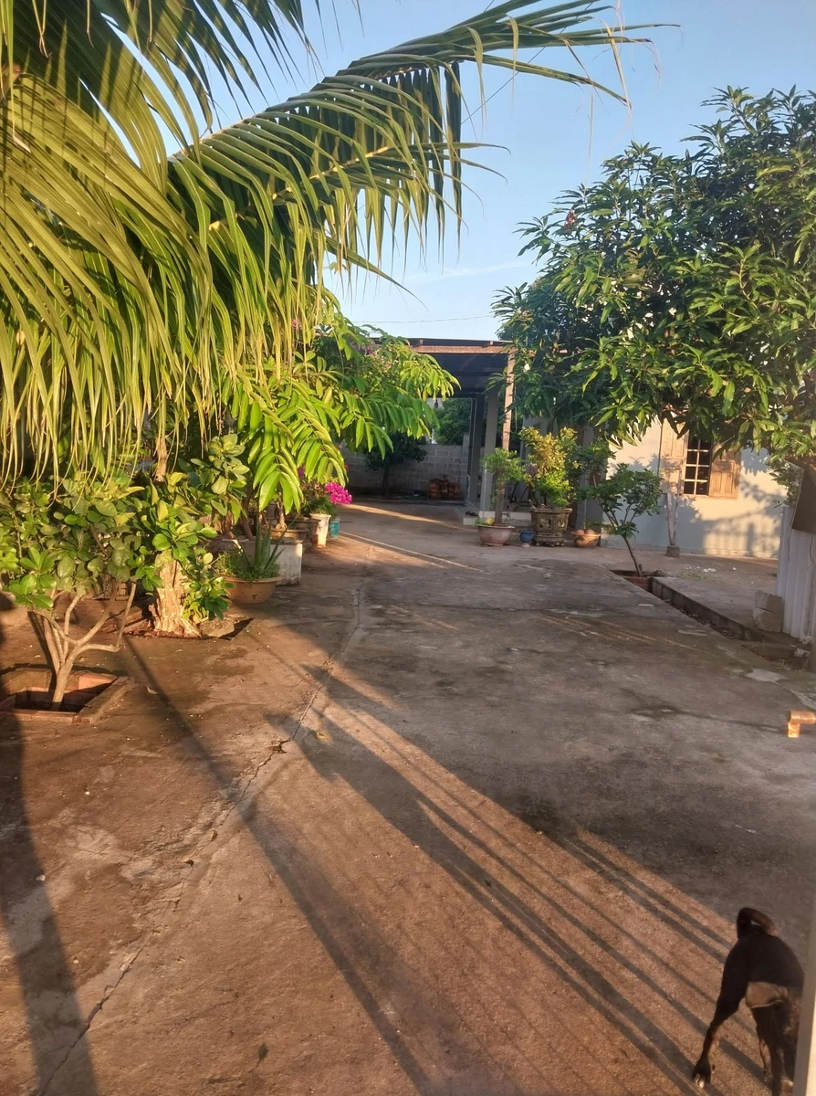 Bán nhà cấp 4 đất cây trồng 328m² Hàm Mỹ, Bà Rịa - Vũng Tàu - Ảnh 1