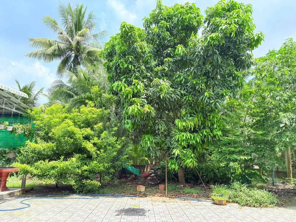 Bán biệt thự vườn An Khánh 1000m2 tại Bến Tre - Ảnh thu nhỏ 4