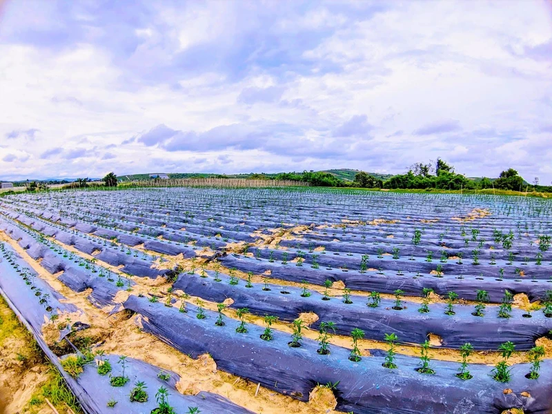 Bán đất 3,1 hectare thôn Phú Ao, Lâm Đồng