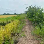 Bán 7 công ruộng mặt tiền Châu Thành, Kiên Giang - Ảnh thu nhỏ 1