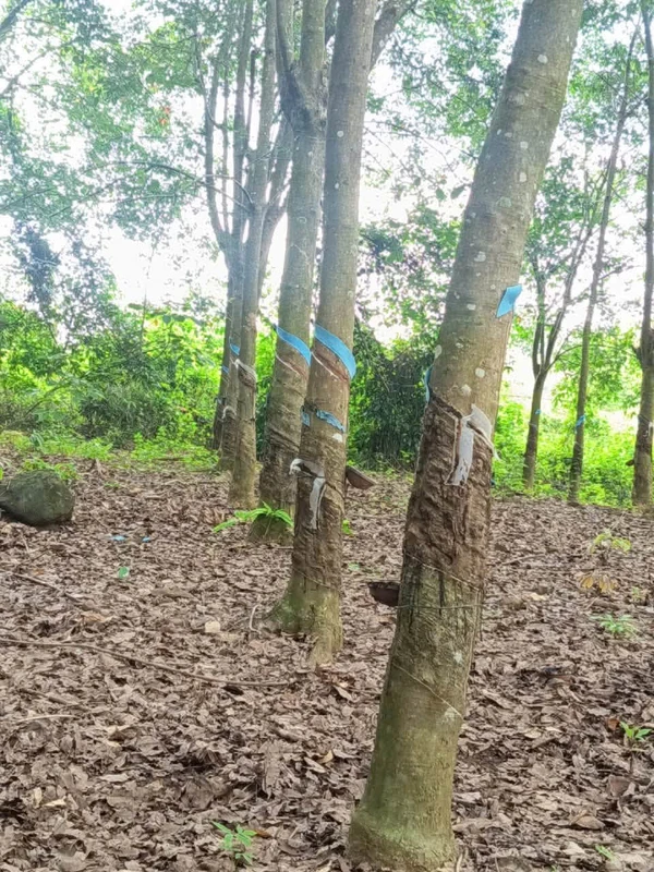 Bán đất cao su 1ha mặt tiền nhựa tại Thạch Màng - Tân Lợi