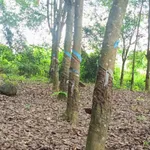 Bán đất cao su 1ha mặt tiền nhựa tại Thạch Màng - Tân Lợi - Ảnh thu nhỏ 1