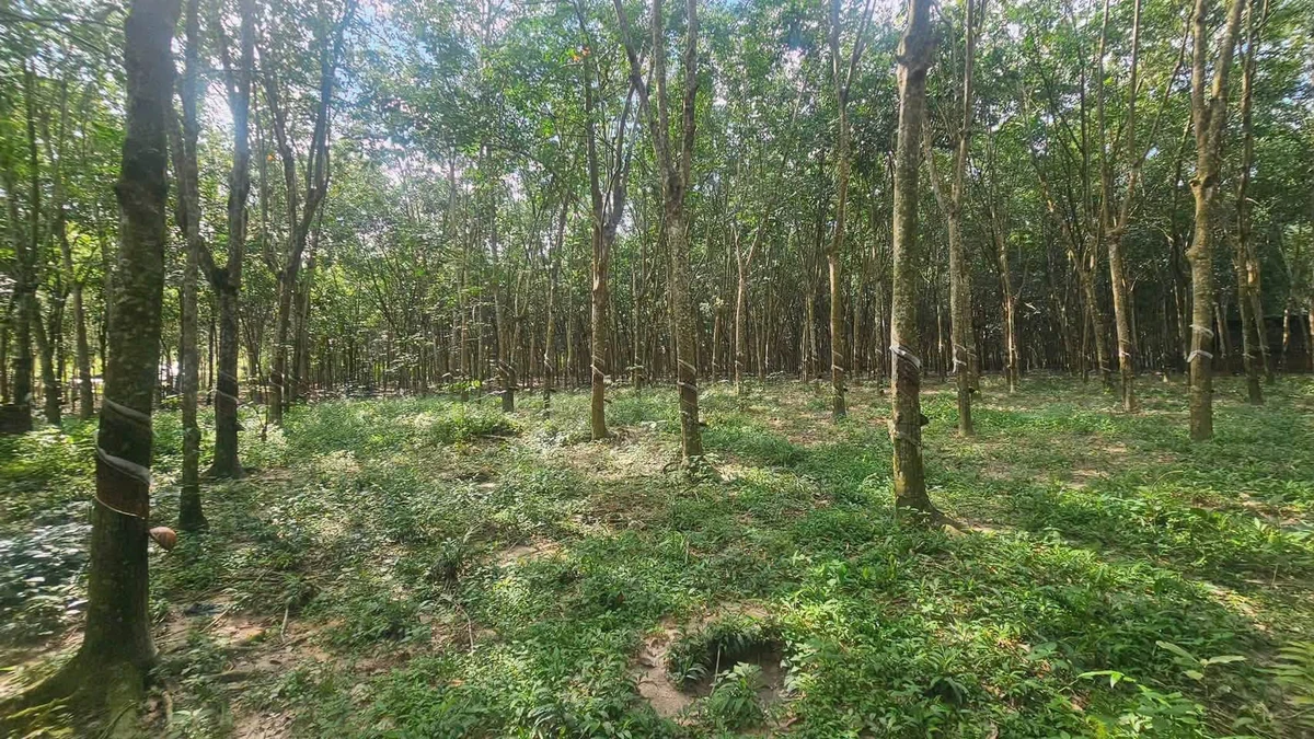 Bán 1.1ha đất cao su ngay chợ Bến Cát, 6 tỷ - Ảnh thu nhỏ 3