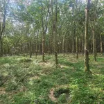 Bán 1.1ha đất cao su ngay chợ Bến Cát, 6 tỷ - Ảnh thu nhỏ 3